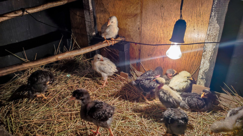 Цыплята под лампой в домашнем курятнике с жердочками