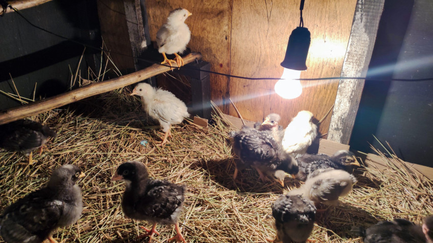 Белые и тёмные цыплята в брудере рядом с подвесной лампой