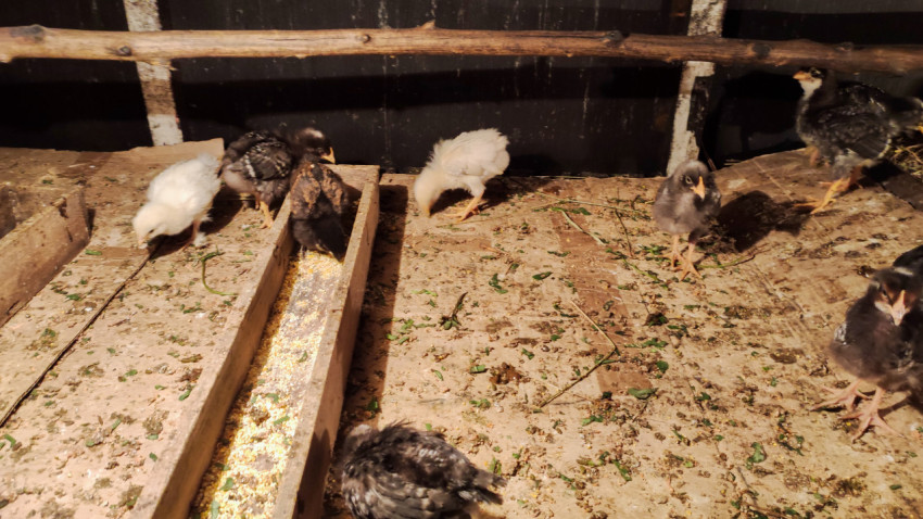 Цыплята возле длинной кормушки с зерном в деревянном птичнике