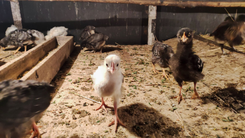 Белый и тёмный цыплёнок на полу птичника, взгляд в камеру