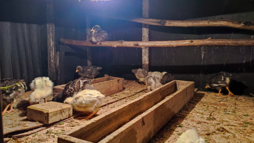 Интерьер курятника с насестами и кормушками, цыплята на полу