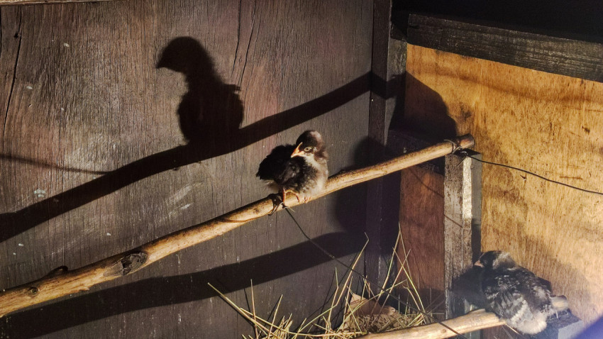 Цыплёнок на насесте и крупная тень на деревянной стене курятника