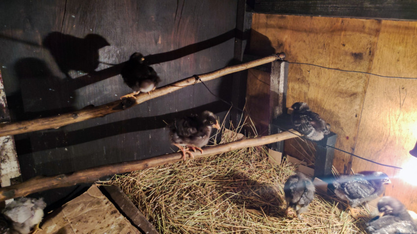 Цыплята на двух уровнях насеста в брудере при тёплом освещении