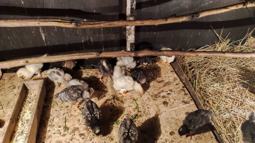 Группа цыплят под жердями в птичнике рядом с сеном и кормушкой