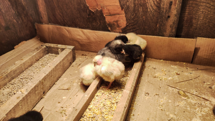 Цыплята сбились в группу в кормушке у стены брудера