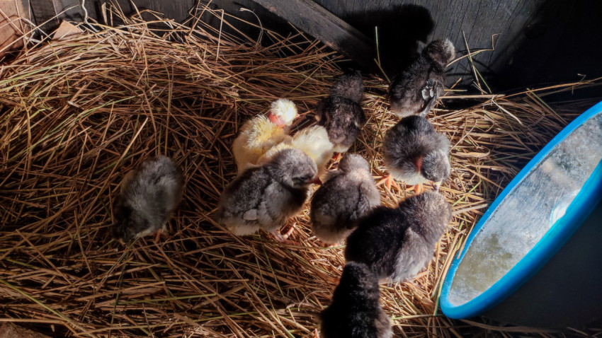 Цыплята на подстилке рядом с синей лампой обогрева в домашнем брудере