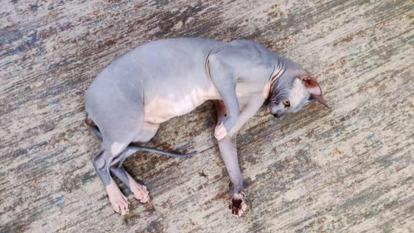 Сфинкс лежит на ковре, вид сверху на тело и складки кожи