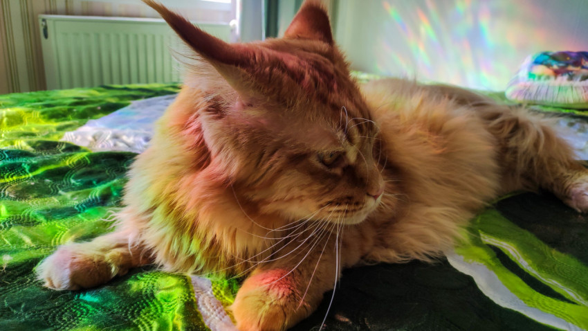 Профиль рыжего мейн-куна на кровати с цветными отражениями солнечного света