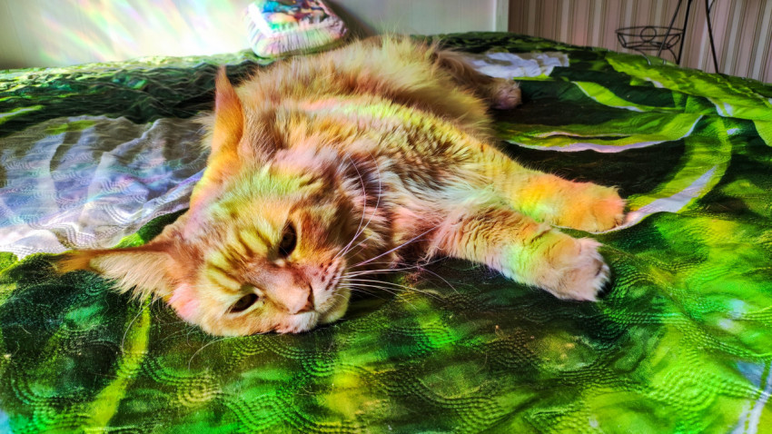 Рыжий мейн-кун лежит на боку и смотрит в камеру под радужными бликами