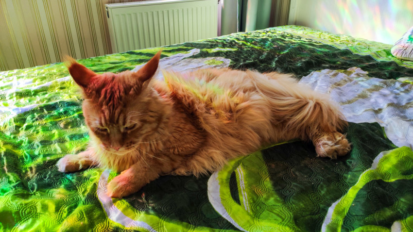 Крупный рыжий мейн-кун лежит на кровати в радужных бликах солнечного света