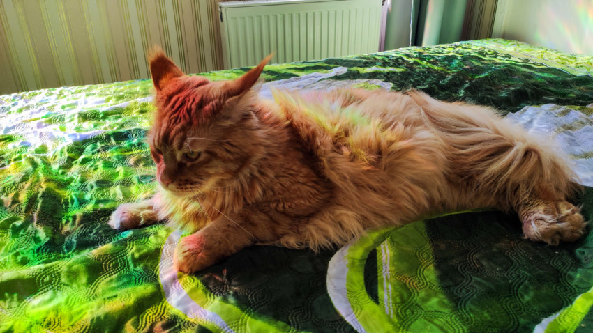 Рыжий мейн-кун отдыхает на зелёном покрывале у окна в солнечном свете