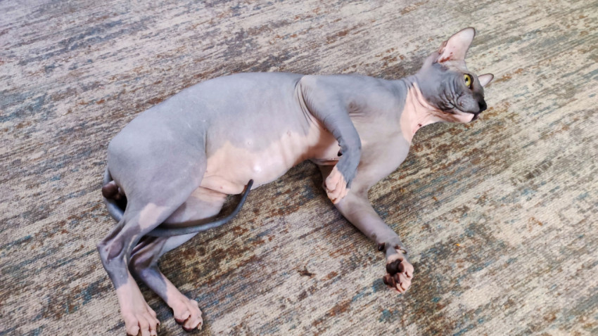 Сфинкс на ковре поворачивает голову вверх, демонстрируя крупные уши и лапы