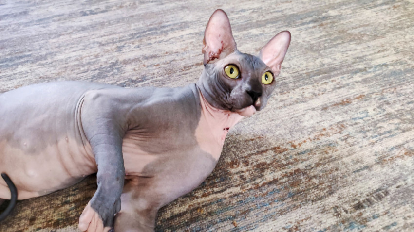 Крупный портрет сфинкса с яркими жёлтыми глазами на фоне ковра