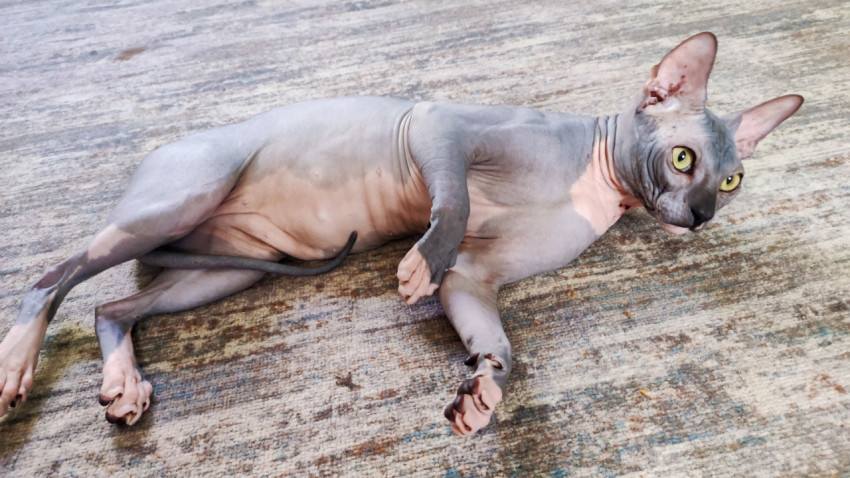 Сфинкс лежит на боку на ковре и смотрит в сторону при мягком освещении