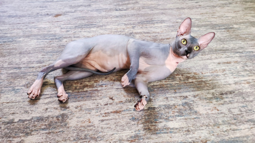 Кошка породы сфинкс лежит на ковре в домашнем интерьере
