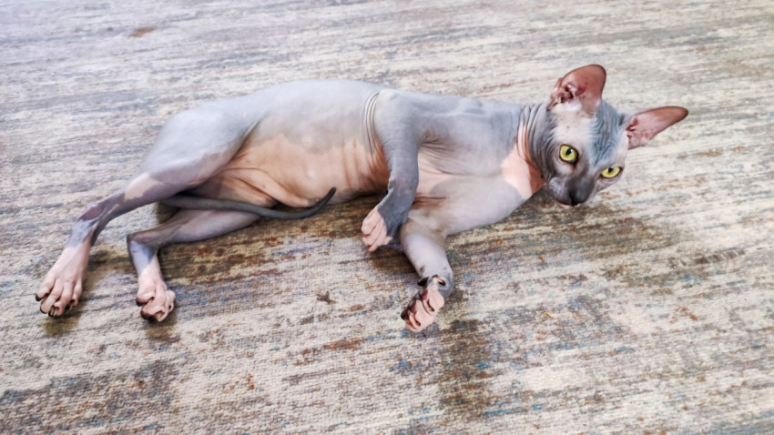 Сфинкс лежит на ковре и внимательно смотрит на фотографа