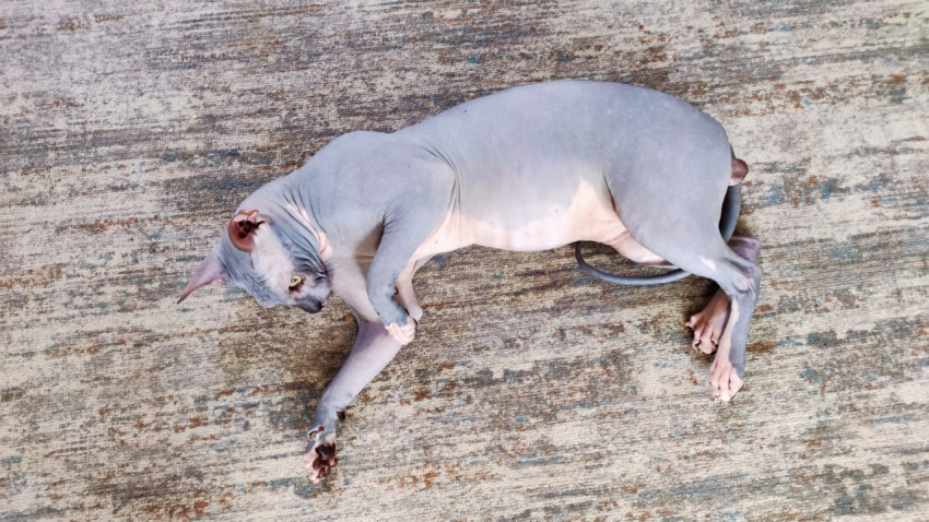 Кошка породы сфинкс лежит полубоком на ковре в домашнем интерьере