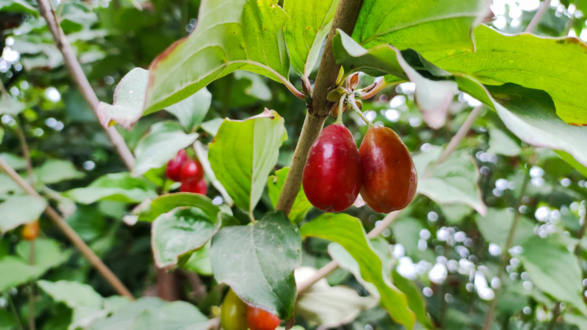 Крупный план ягод кизила на ветке среди зелёных листьев