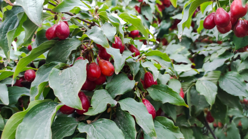 Ветка кизила с множеством созревших красных плодов в листве
