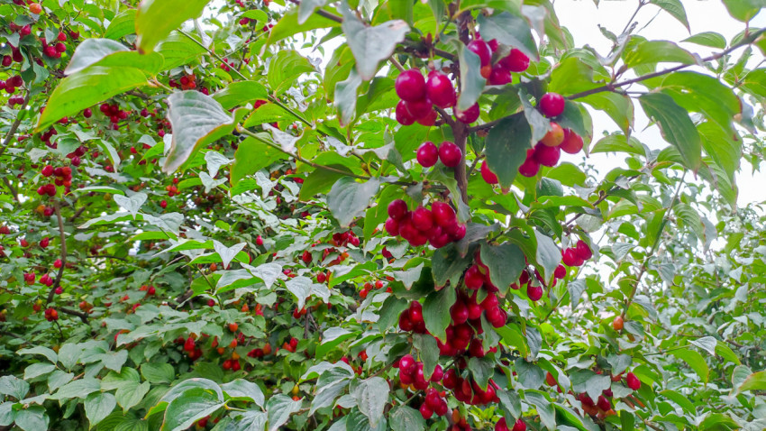 Плодоносящий куст кизила с множеством красных ягод