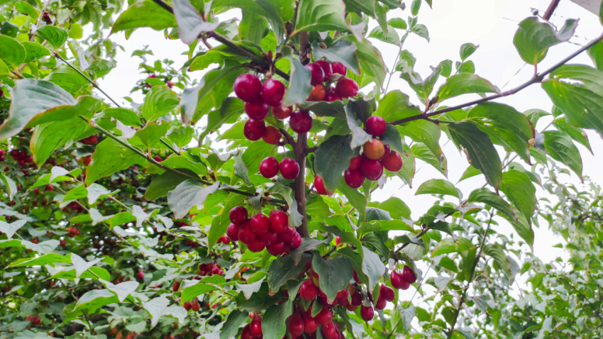 Кисти красных ягод кизила на ветвях на фоне неба