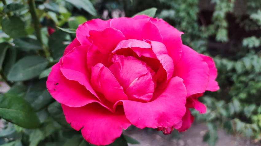 Ярко-розовая садовая роза в макросъёмке