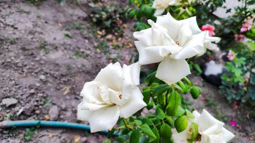 Белые розы на кусте у садовой грядки и поливочного шланга