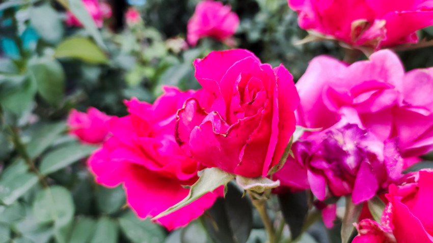 Группа роз фуксиевого цвета с бутонами и раскрытыми цветками