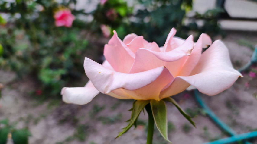 Нежно-розовая роза в боковом ракурсе крупным планом