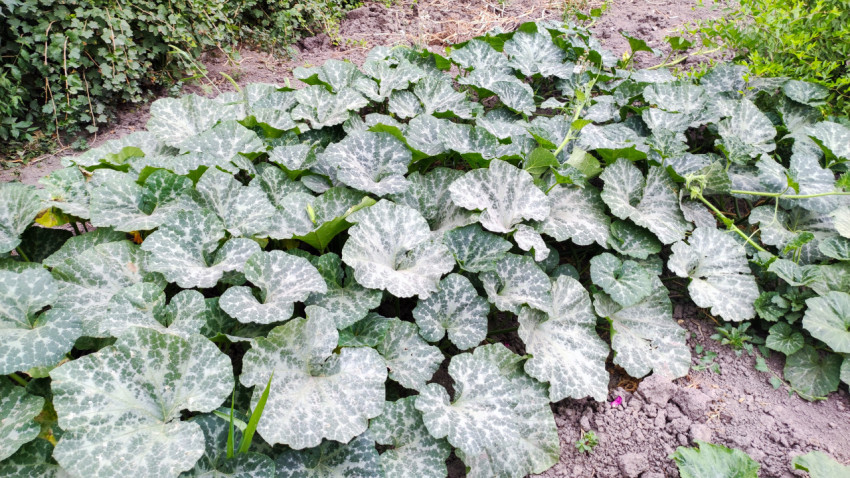 Листья тыквы на грядке с белым порошковым средством от вредителей