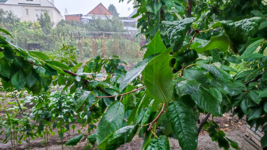 Мокрые листья черешни на ветке во время сильного дождя на участке