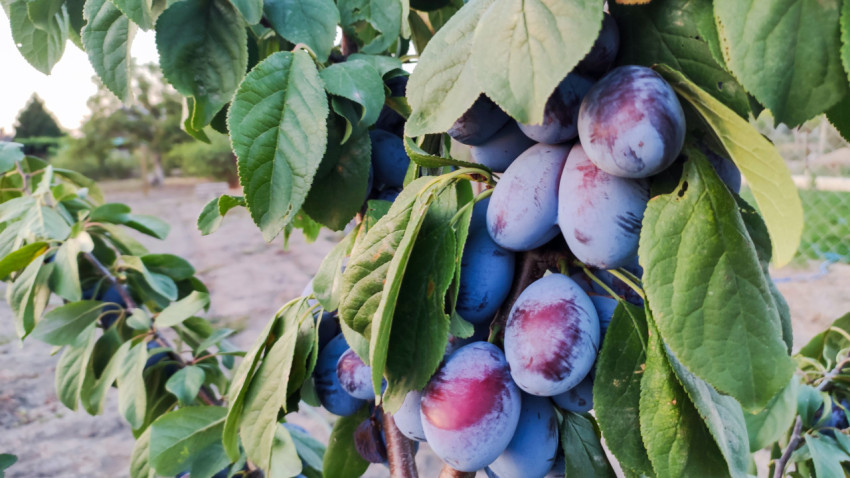 Крупный план спелых слив на ветке садового дерева среди зелёных листьев