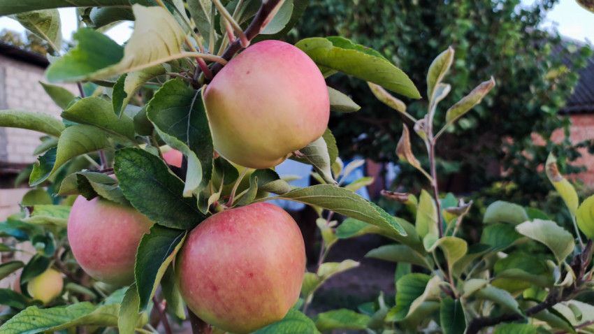 Три яблока с розовым румянцем на ветке яблони в домашнем саду
