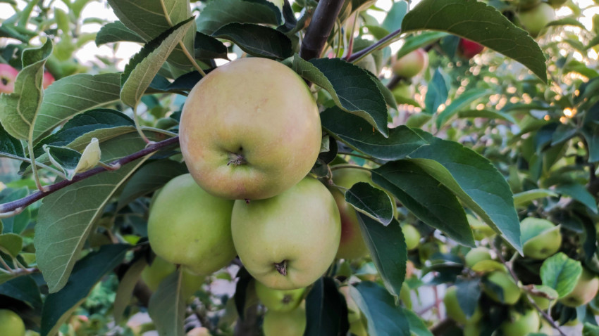 Крупный план трёх зелёных яблок на ветке яблони среди тёмной листвы
