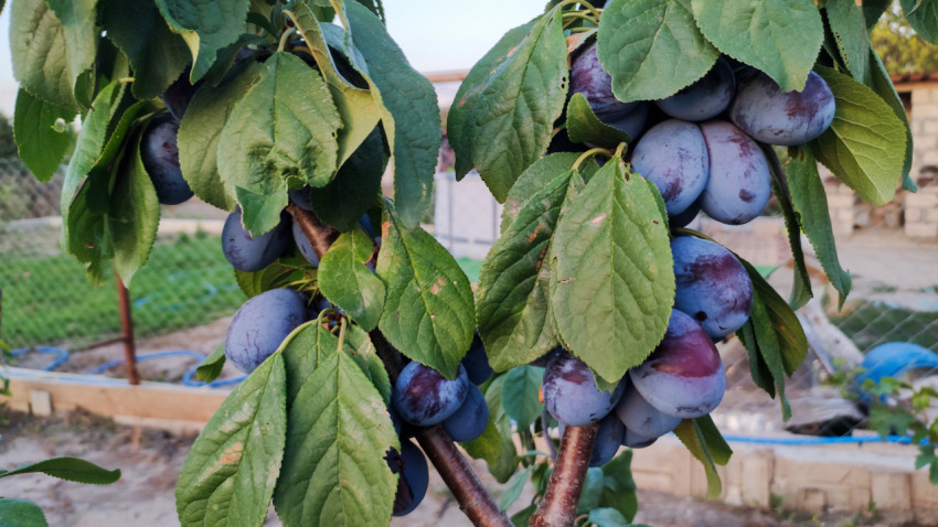 Две ветки сливового дерева с крупными плодами на фоне дачного огорода и забора