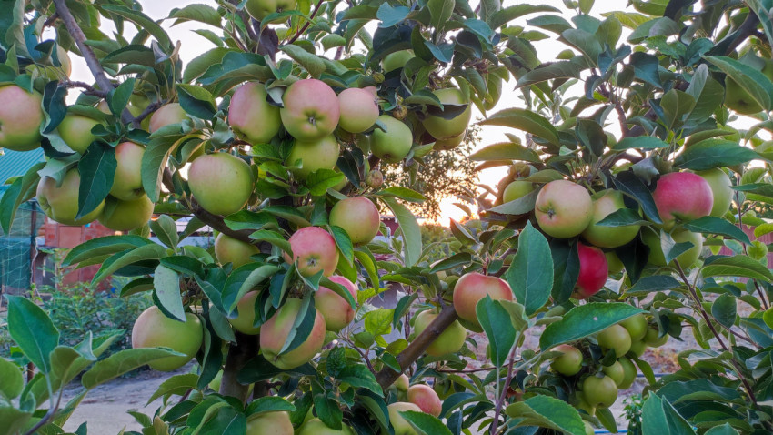 Ветви яблони с множеством яблок на фоне садового участка и закатного неба