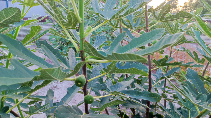 Листья инжира и маленькие зелёные плоды на молодых побегах в саду
