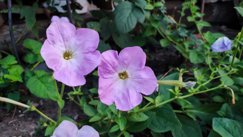 Два цветка петунии нежно-розового цвета на фоне зелёных листьев и почвы