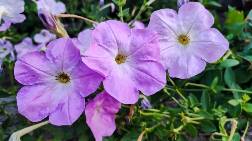 Крупный план светло-фиолетовых цветов петунии на клумбе в саду