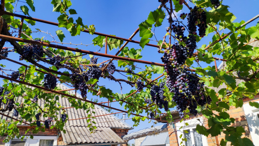 Виноградная шпалера с множеством гроздей во дворе частного дома