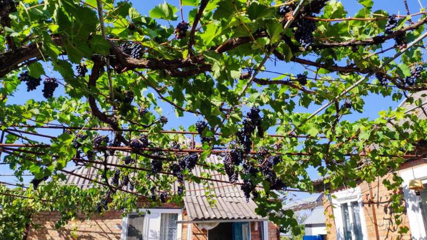 Виноградный навес под перголой с листьями и гроздьями над проходом