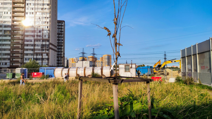 Стая воробьёв на молодом дереве у строительной площадки в жилом районе