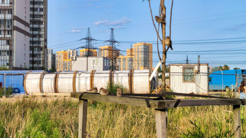 Воробьи на деревянной опоре молодого дерева на фоне городской стройки и высотных домов