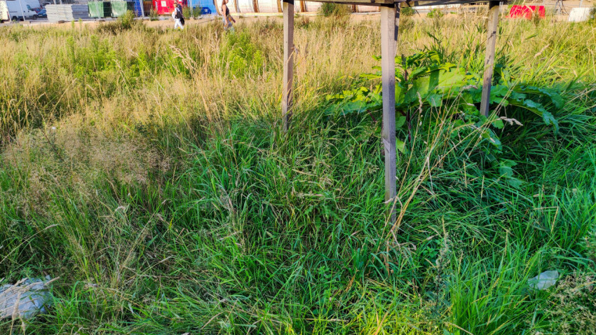 Трава и сорные растения под деревянной опорой молодого дерева на городском пустыре