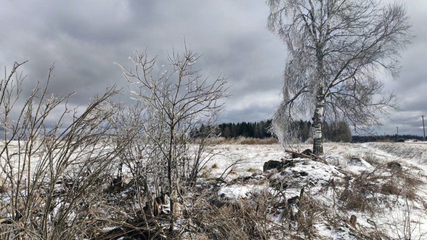 Зимнее поле с кустами и деревьями