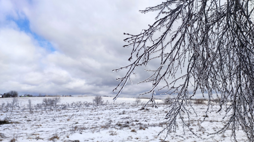 Снежное поле с деревом на переднем плане