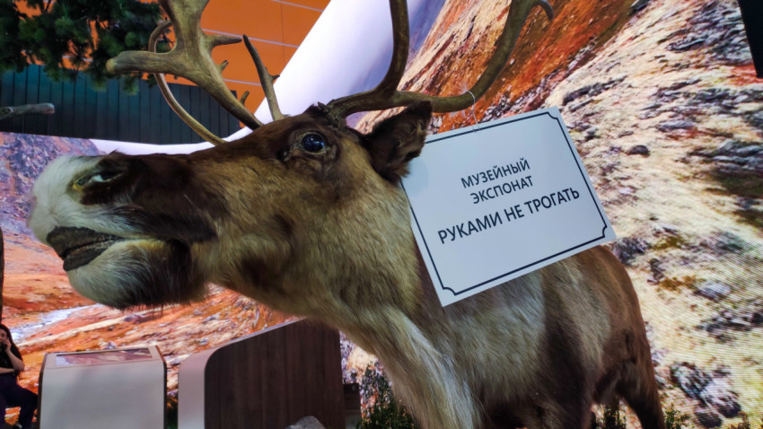 Лось в экспозиции музея