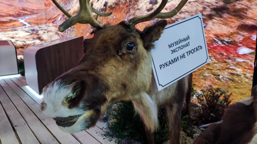 Олень с табличкой на спине