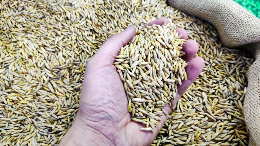 Рука берет овес из мешка