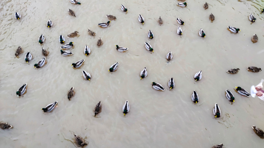 Утки плавают в воде